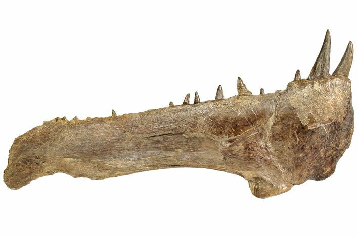 Monster Fish (Xiphactinus) Upper Jaw - Kansas #207890